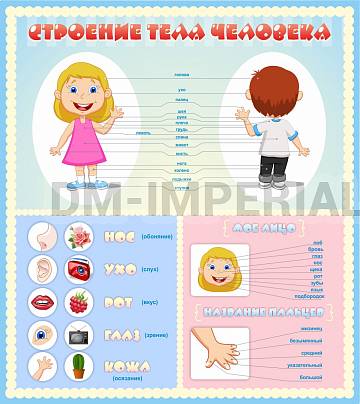 Информационные стенды, Оформление стендов для сада, Строение человека, для детей ДС-01179